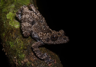 Веслоног ужасный (Theloderma horridum)